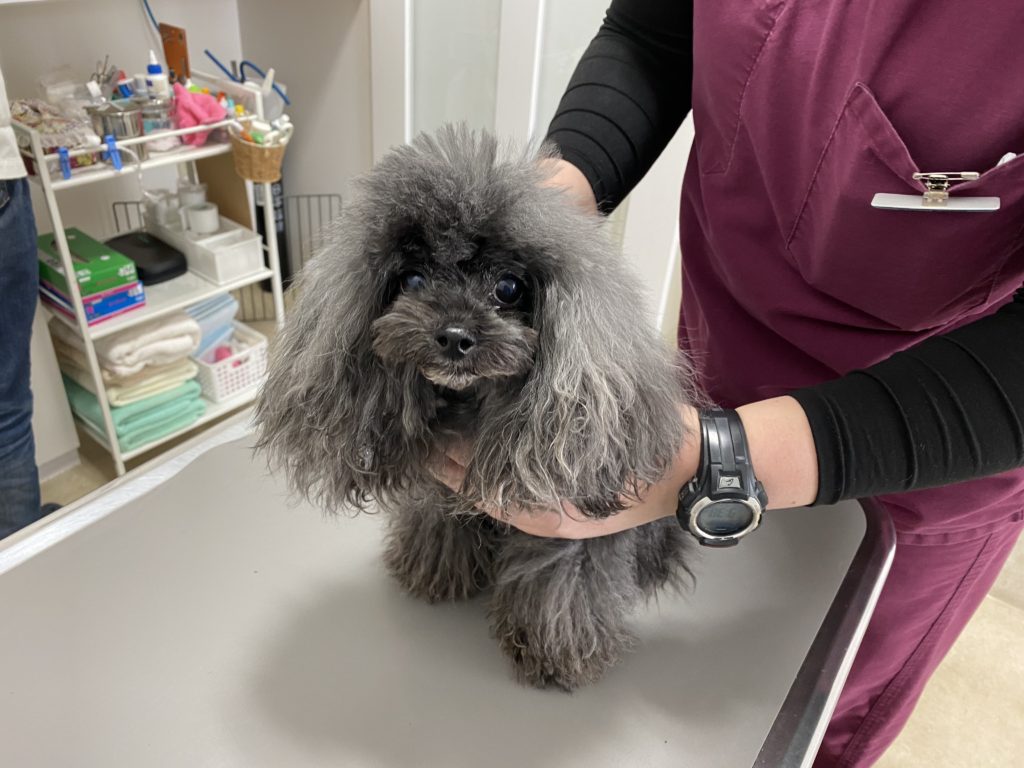動物病院にて診察