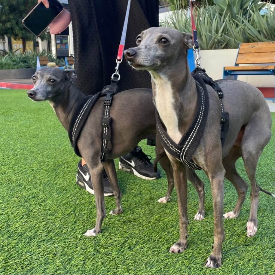 PLUTO＆CHLOE