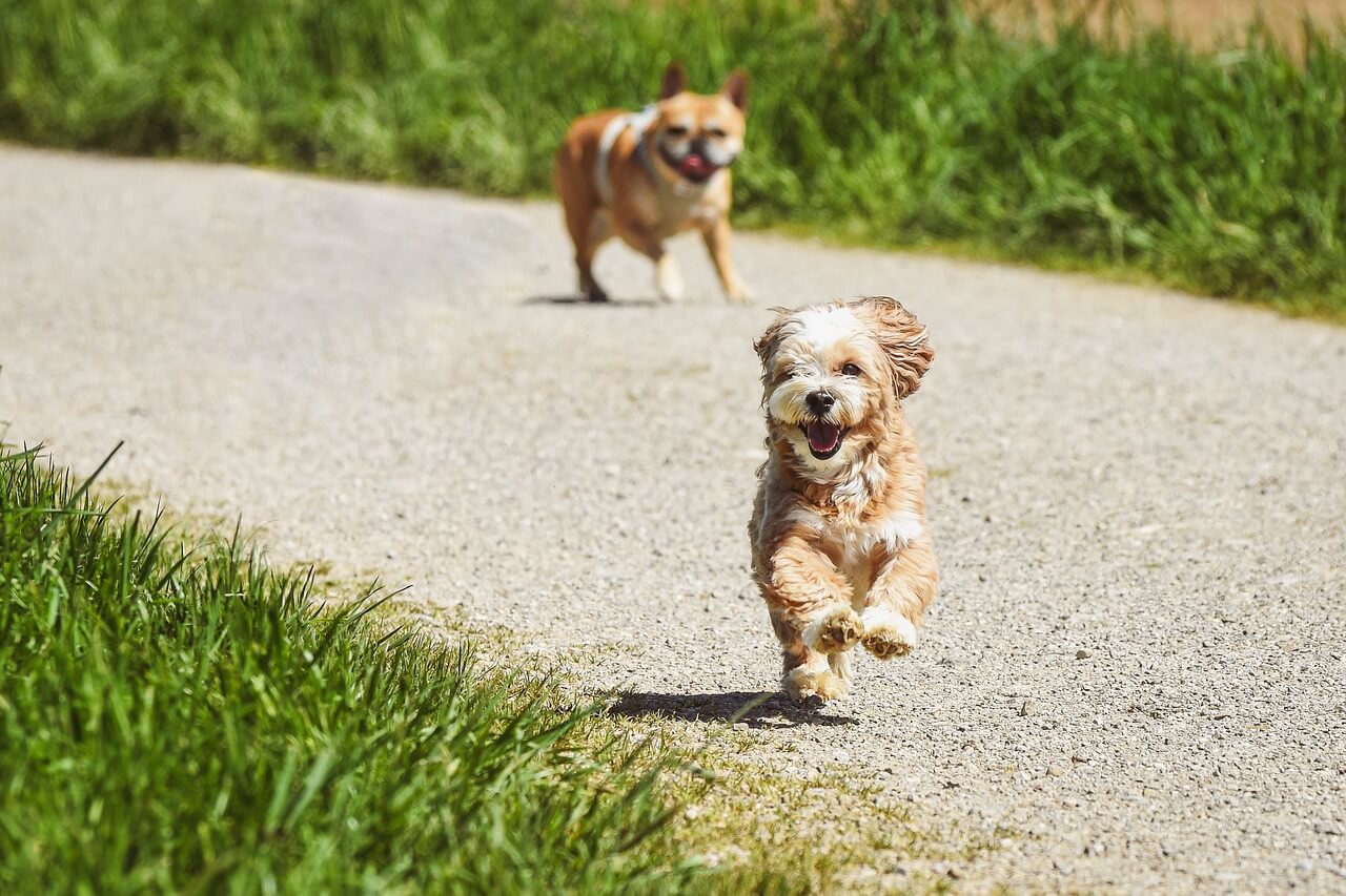 dogs, running, outdoors-7209506.jpg